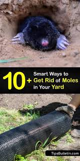 Maybe you would like to learn more about one of these? 10 Smart Ways To Get Rid Of Moles In Your Yard