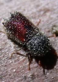 Résultat de recherche d'images pour "scolyte du figuier"