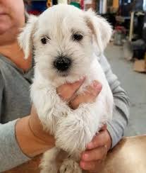 White miniature schnauzers cannot be shown in conformation in the u.s., although they can in some other countries. Miniature Schnauzer Puppies For Sale Newark Nj 290912