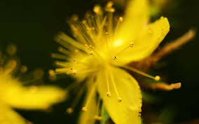 L'iperico (l.) (nome scientifico hypericum perforatum ma comunemente nota anche col nome di erba di san giovanni), è una pianta officinale perenne semisempreverde appartenente alla famiglia delle clusiaceae (guttiferae) e al genere hypericum. Iperico Proprieta A Cosa Serve Controindicazioni Hypericum Perforatum