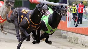 Saffron Bale Greyhound