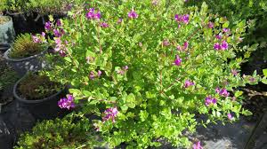 Image result for Polygala