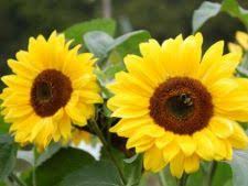 Florile de piatra, flori de vara frumoase si nepretentioase. Flori De Vara