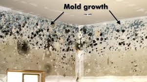 You need to know how to clean black mold off silicone for your family's health, not to mention how gross it looks. Mold Vs Mildew What Are The Differences Plus Black Mold Health Risks And More