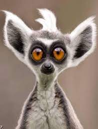 All over the world, the shutterstock library has all of the photos, illustrations, vectors to bring the wild kingdom to your some of the most popular profiles on instagram, twitter, and facebook showcase funny, cute, or. Wild Animals Wild Wild World Funny Animal Faces Cute Animals Animals