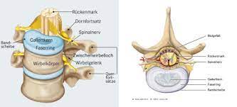 Lernen sie die übersetzung für 'gallertkern' in leos polnisch ⇔ deutsch wörterbuch. Tell Klinik Bandscheibenvorfall An Der Lendenwirbelsaule