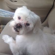 Welcome to the time for paws online pet shop. Paws Pet Store