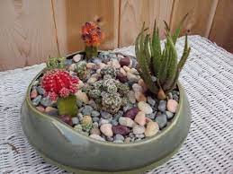 That said, growing, potting and repotting cactus in your house will give that home a valuable and extravagant look. How To Make A Cactus Garden Mini Cactus Garden Cactus Garden Cactus Arrangement