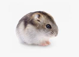 Largest archive of transparent png. Dwarf Hamster Transparent Hd Png Download Kindpng
