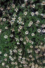 Image result for Dicoma anomala