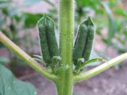 Sesame plant info learn about growing benne seeds and benefits. How To Grow Sesame Seed Plants From Shop Bought Sesame Seeds Hubpages