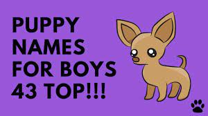 If you and your family still can't agree on the best dog name for your boy puppy, then it's time to play 'name in a jar'! Dog Names For Males We Have A List Dogbible