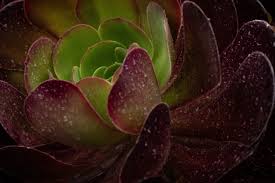 Nivik (Chickpeas and Spinach)