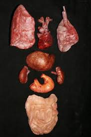 Image result for pile internal organs