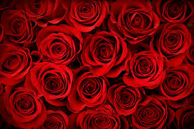 Best dining in latham, new york: Flower Delivery Florist Shops Near You Price Chopper