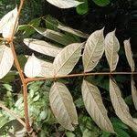 Image result for Anthonotha