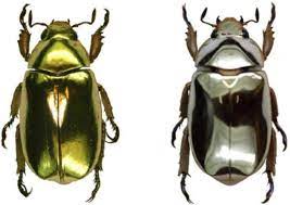 Check spelling or type a new query. Bug Alchemy Gold And Silver Beetles Shine With Structural Color Scientific American
