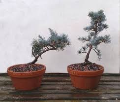 Whitecedar falsecypress, atlantic white cedar. Blue Atlas Cedar Cedrus Atlantica Glauca Progression