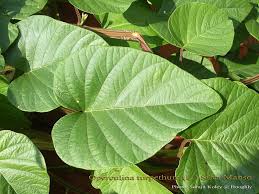 Image result for Teramnus micans