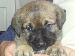 Home » puppies » rottweiler » alabama » dale county » dothan » alabama 134 ». Akita Cross Rottweiler Puppies For Sale Petsidi