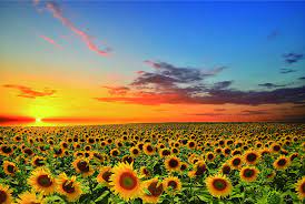Finder is committed to editorial independence. Amazon Com 1000 Pieces Puzzles For Adults Sunflower Jigsaw Puzzles Flowers Floor Puzzle Kids Diy Toys For Creative Gift Home Decor Toys Games
