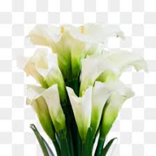 This free diy video will demonstrate how to make a cascading floral wedding bridal bouquet with mini calla lilies, roses, and dendrobium orchids. Arumlily Png And Arumlily Transparent Clipart Free Download Cleanpng Kisspng