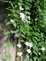 Image result for Thunbergia grandiflora
