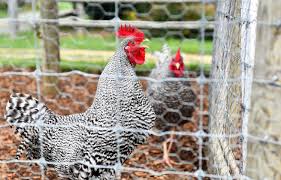 Maybe you would like to learn more about one of these? What Are The Best Ways To Protect My Chickens From Predators Unh Extension