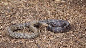 Rare footage captured of two eastern brown snakes during mating season