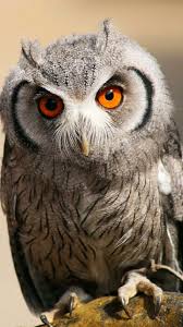 Bird With Big Eyes Pin By Mickeybgood On Owls Who New There Were So Many Kind Owl Owl Pictures Pet Birds