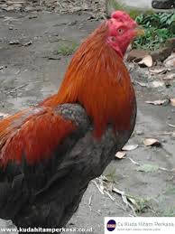 Nah pada artikel ini admin akan berbagi informasi data kode pos. Peternakan Ayam Bangkok Kediri Jawa Timur Tentang Kolam Kandang Ternak
