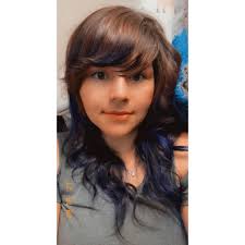 Where to find a long hair dachshund stud?