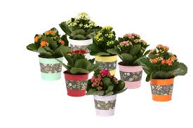 Image result for Kalanchoe rosalina