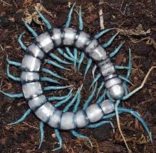 Pin By Kittynic On Up To No Good Infestations Centipede Millipede