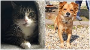 Our organization is run by volunteers. Dog In Shelter Since 2017 Among Pets Up For Adoption On Long Island