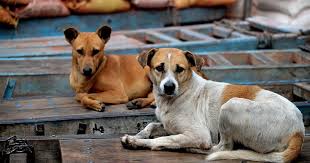 Who do i call for a stray dog. Ghaziabad Police 2 Booked For Dislocating Stray Dogs Did You Know It Is Illegal