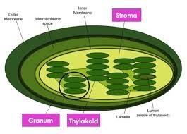 Check spelling or type a new query. Chloroplast Structure Function Expii
