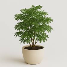 Image result for Araliaceae