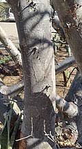 Image result for Sterculia rogersii