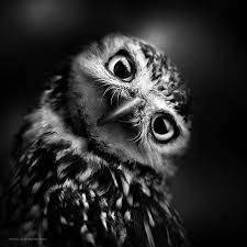 Beautiful Black And White Photos Of Animals Owl My Good Black And White Owl Animals Black And White Black And White Pictures