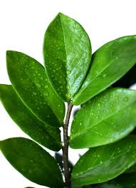 Image result for Zamiokulkas Zamioculcas
