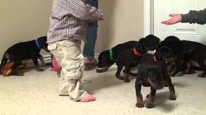 Ckc doberman puppies for sale. European Doberman Puppies For Sale Youtube