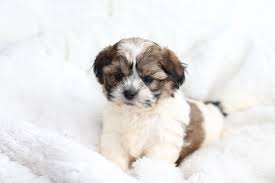 Pin By Tara Lamoureux On Pets In 2020 Teddy Bear Puppies Zuchon Puppies For Sale Bear Puppy