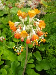 Primula japonica is a classic garden plant of easy culture. Primula Florindae Keilour Hybrids Devon Pond Plants