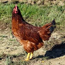 What color eggs do they lay? Rhode Island Red Baby Chicks Lehman S