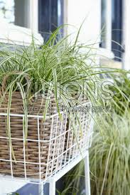 Image result for Carex steudneri
