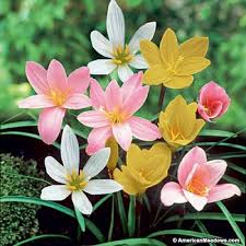 Types of lily flowers in india. Urban Gardens Rare Mixed Rain Lily Bulbs Mix Zephyranthus Rain Lilies Or Fairy Lilies 5 Pcs Amazon In Garden Outdoors