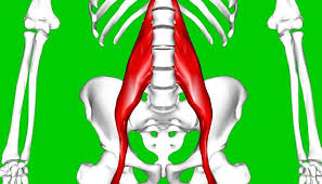 During the descent of a squat. Hip Flexor Strain Symptoms Causes And Treatment