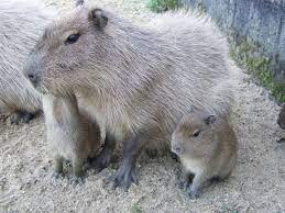 Carpincho se trata de un roedor herbívoro anfibio, cuyo adulto pesa alrededor de 55 kg, mide más de 1 metro de largo y 50 cm de altura. Carpincho Hydrochoerus Hydrochaeris Animals Country Kangaroo
