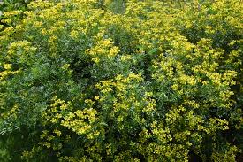 Image result for Ruta graveolens